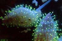 В Красном море обнаружены неизвестные науке светящиеся существа