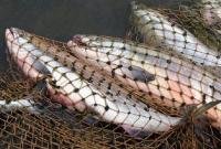Браконьеры наловили более 400 кг рыбы у Запорожской АЭС