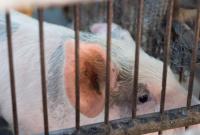 Масштабная вспышка АЧС зафиксирована в Латвии