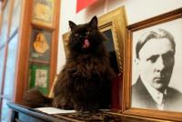 Кота Бегемота вернули в “Булгаковский дом” и хотят купить ошейник с GPS