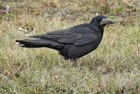 Во Франции птиц приобщат к уборке парка