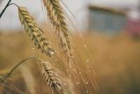 В Минагрополитики назвали ключевые рынки экспорта украинской агропродукции