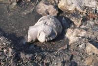 Ушли под воду. Греческие археологи обнаружили на дне моря древние руины
