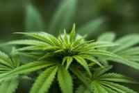 Суперантибиотик. Раскрыты новые лечебные свойства конопли