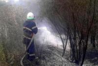В Днепропетровской области произошел лесной пожар