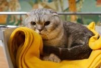 Ученые нашли добавку, которая делает кошек гипоаллергенными