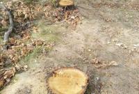 В Черкасской области задержали черных лесорубов, которые нанесли ущерб в более чем 800 тыс. грн